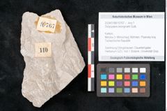 Foto (Objekt + Etikett) von Dictyopteris brongniarti Gutb. (NHMW-GEO-2024-0188-10767)